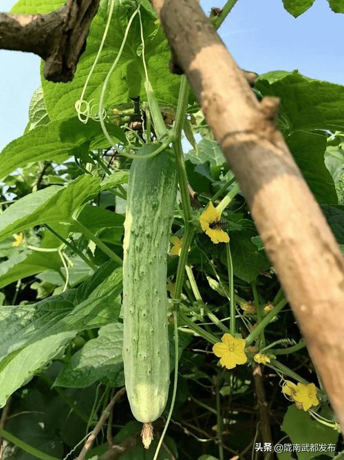 春天,这4种蔬菜尽量不要买,菜贩子透露:我从来都不吃!