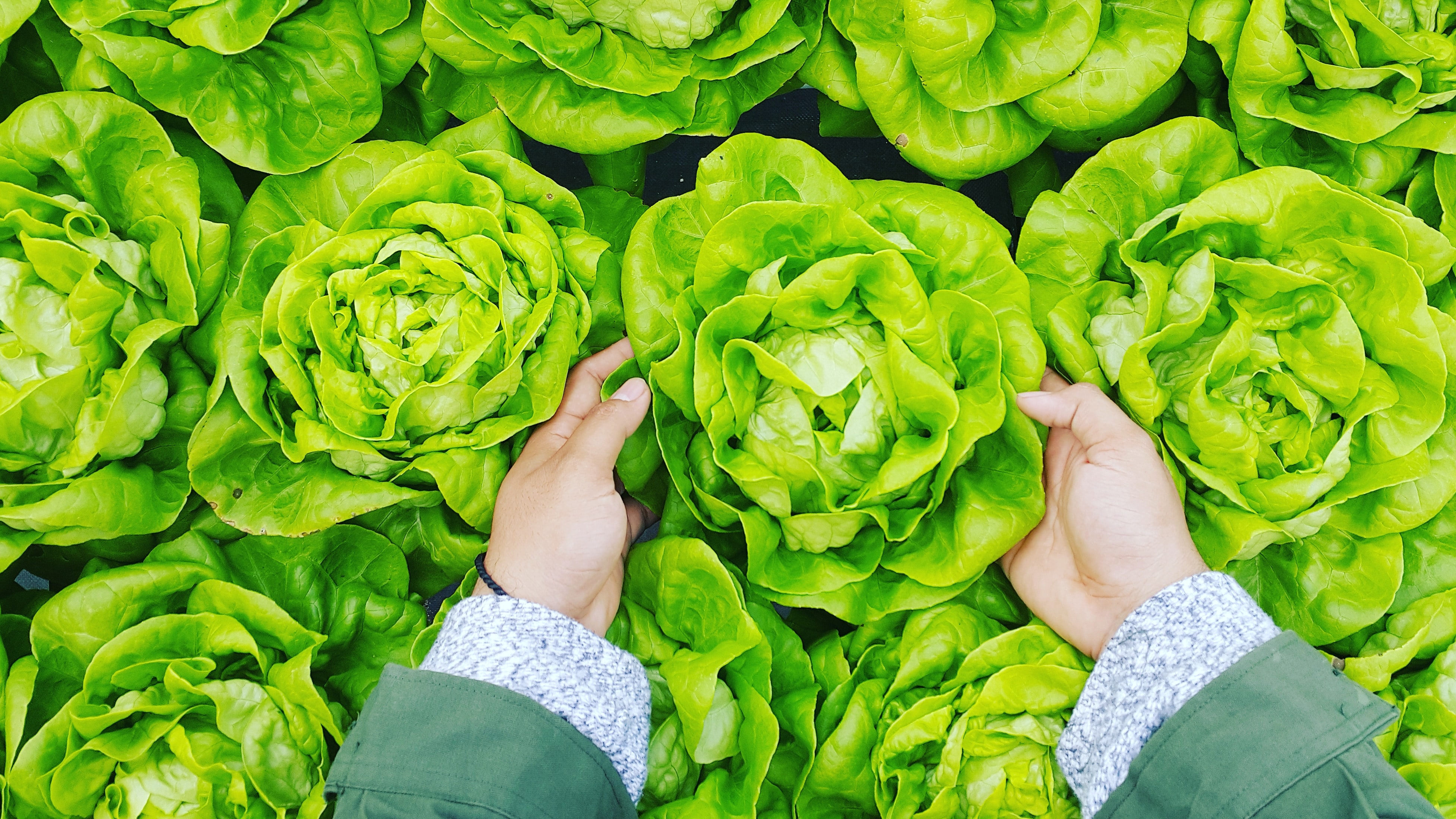 广州菜篮子蔬菜配送公司:什么是菜篮子工程,菜篮子工程是怎样调控菜价