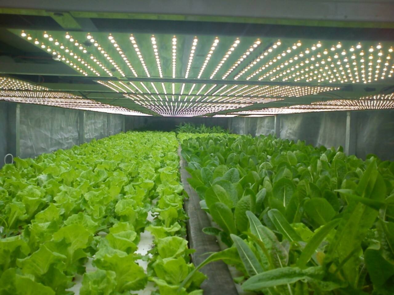 【高工LED&middot;植物照明】京东联手日本三菱,将在北京建设约1万平米的植物工厂